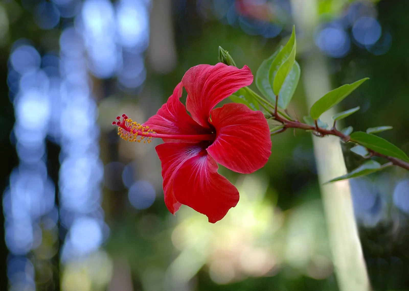 Tropical Hibiscus, Rose Of China (Hibiscus Rosa-Sinensis) — though in ideal conditions, image 63