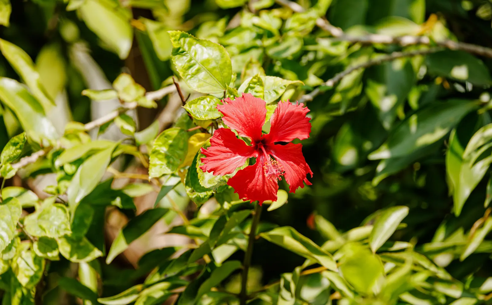 Tropical Hibiscus, Rose Of China (Hibiscus Rosa-Sinensis) — shrub with red and white and yellow blooms; requiring at least 6 to 8 hours of direct, image 149
