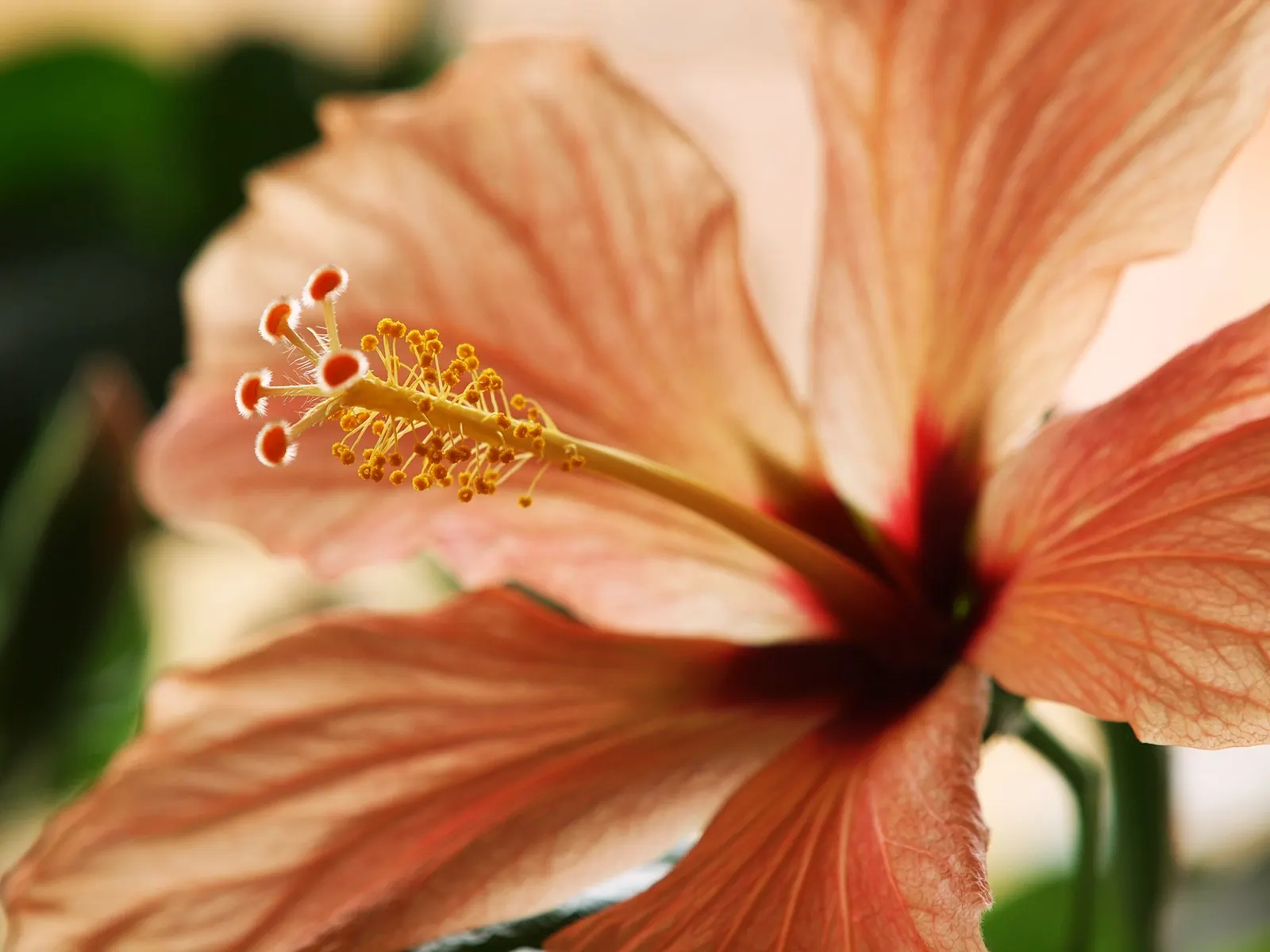 Tropical Hibiscus, Rose Of China (Hibiscus Rosa-Sinensis) — requiring at least 6 to 8 hours of direct light daily; showy flowers up to 6 inches in, image 65
