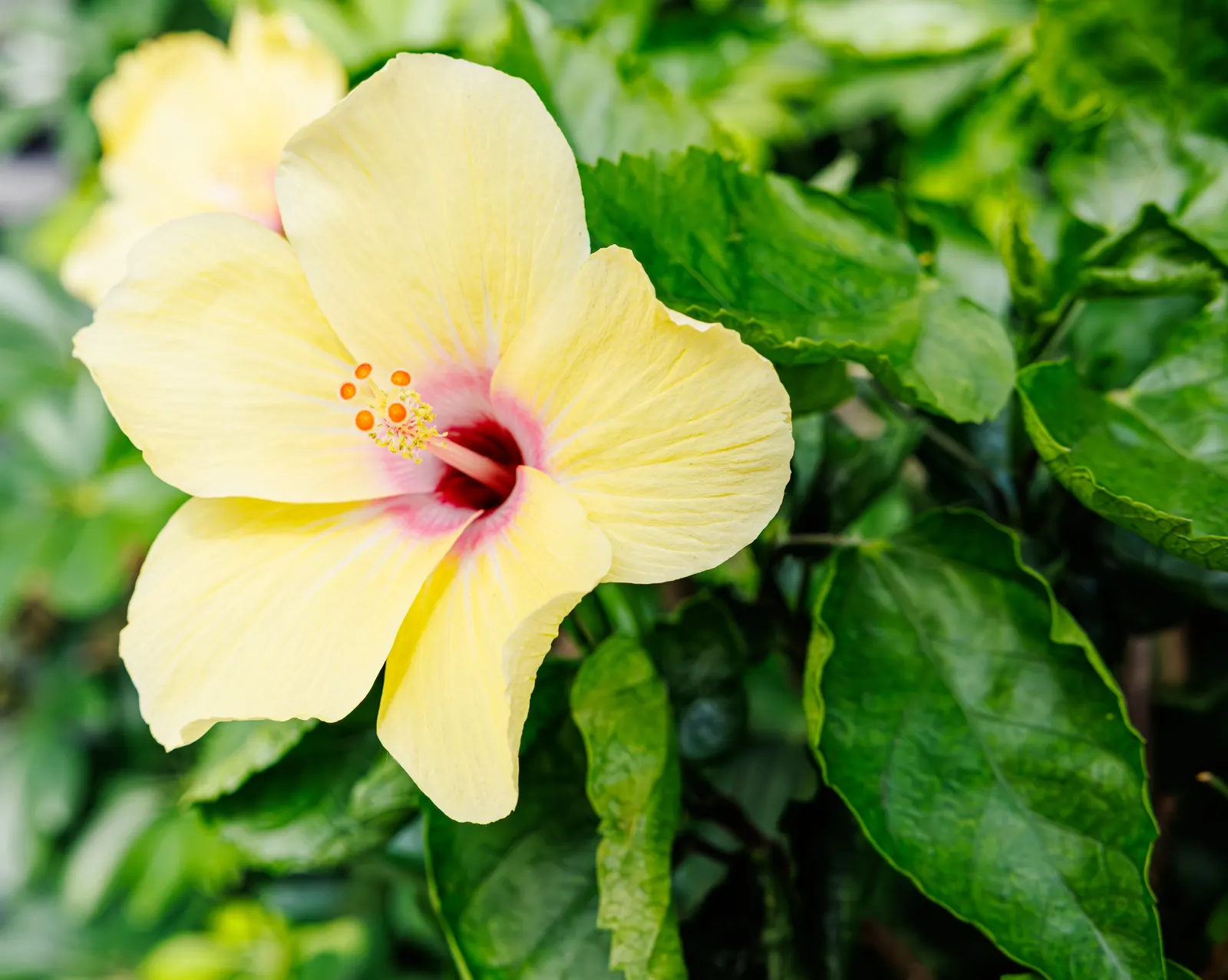 Tropical Hibiscus, Rose Of China (Hibiscus Rosa-Sinensis) — This perennial shrub can grow to a substantial size; typically reaching heights of 4 to, image 159
