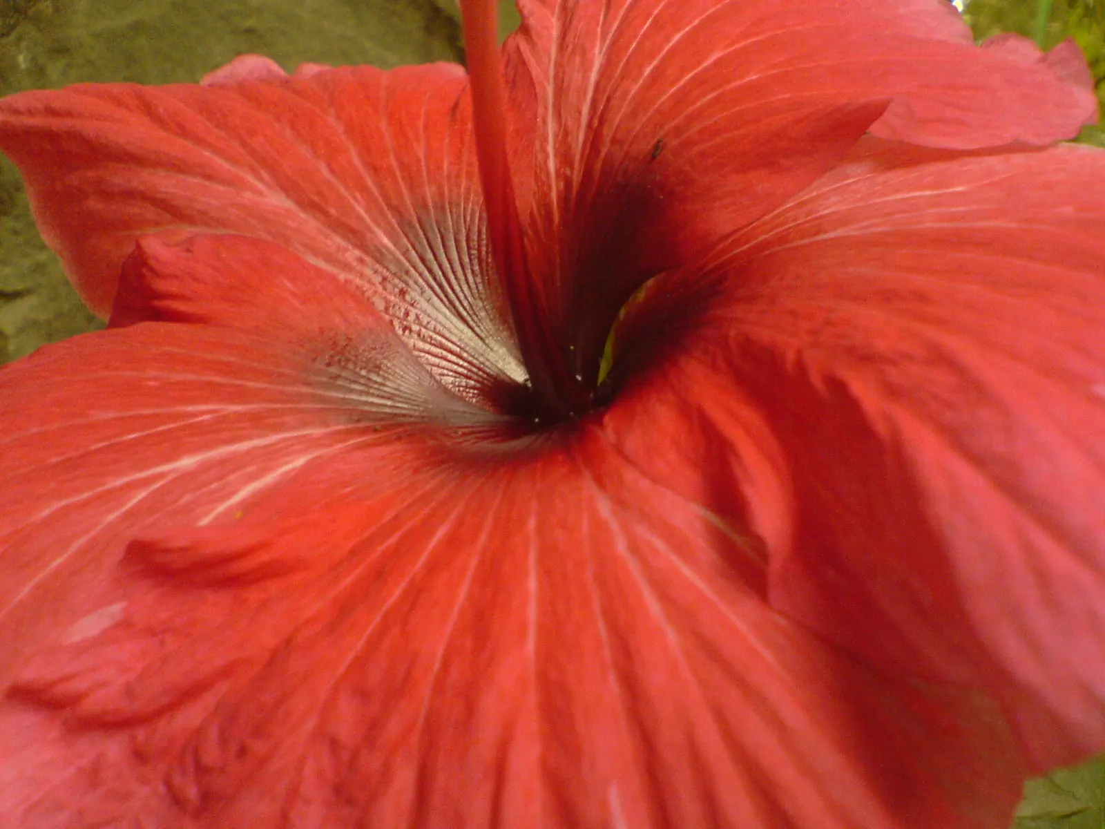 Tropical Hibiscus, Rose Of China (Hibiscus Rosa-Sinensis) — Blossoms can span from 4 to 8 inches in diameter and come in a dazzling array of colors
