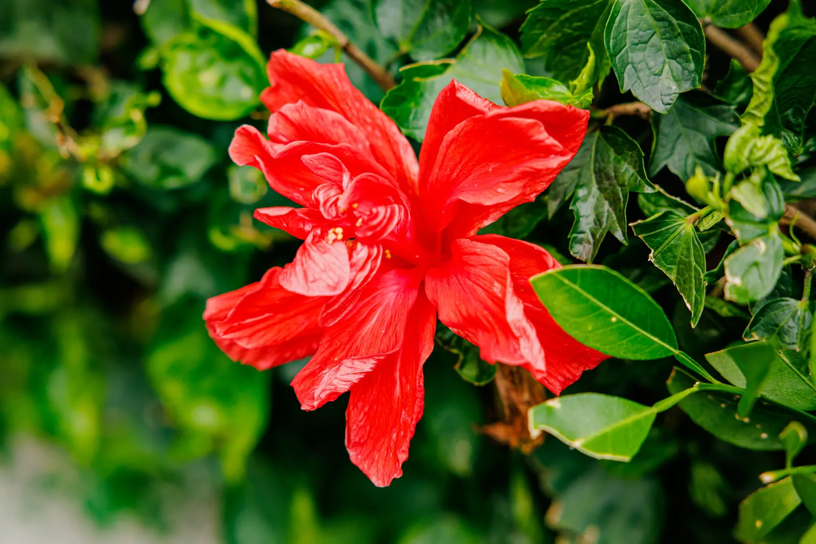Tropical Hibiscus, Rose Of China (Hibiscus Rosa-Sinensis) — adding exotic flair to warm-climate landscapes; in frost-prone areas, it is often grown, image 157