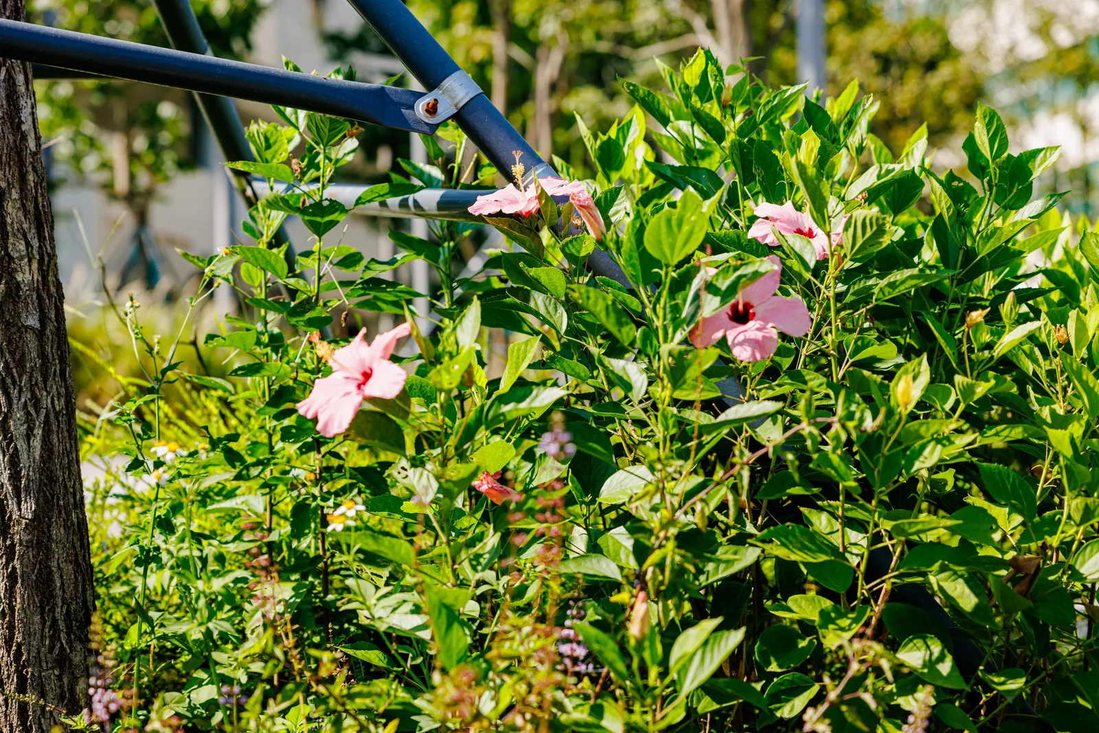 Tropical Hibiscus, Rose Of China (Hibiscus Rosa-Sinensis) — typically reaching heights of 4 to 8 feet; this species thrives in well-drained, image 160