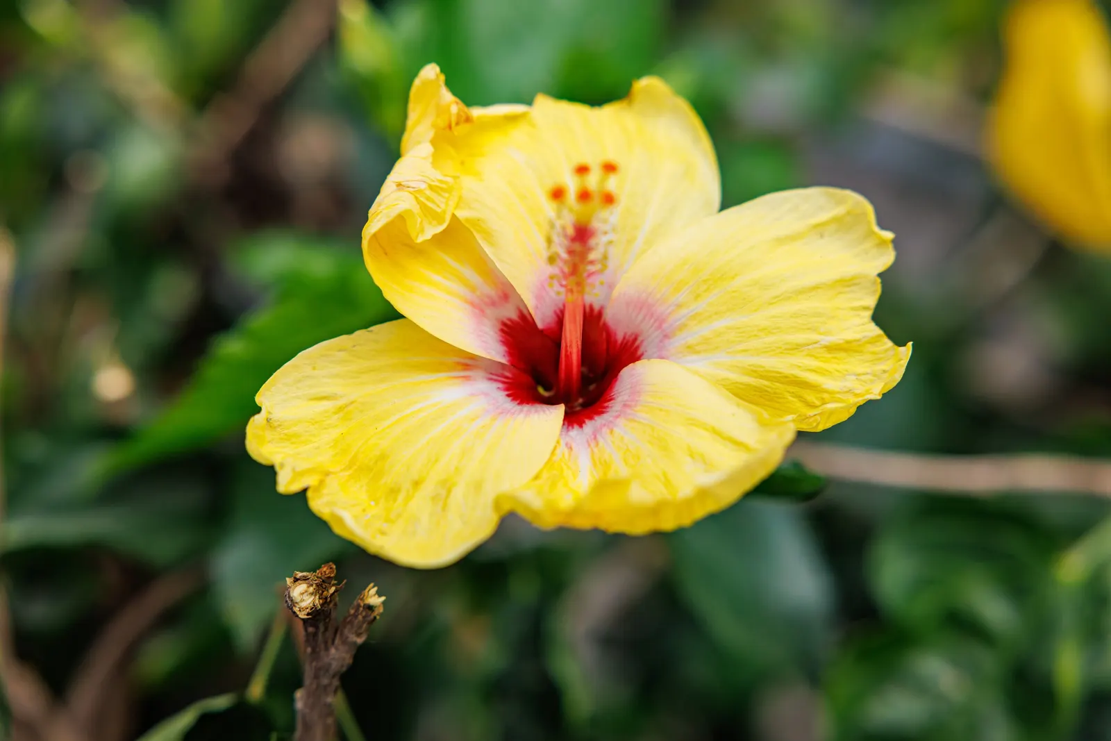 Tropical Hibiscus, Rose Of China (Hibiscus Rosa-Sinensis) — red and white and yellow flowers in the garden; scientifically known as Hibiscus, image 148