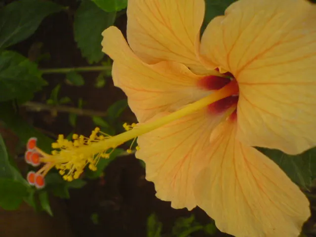 Tropical Hibiscus, Rose Of China (Hibiscus Rosa-Sinensis) — Regular pruning maintains shape