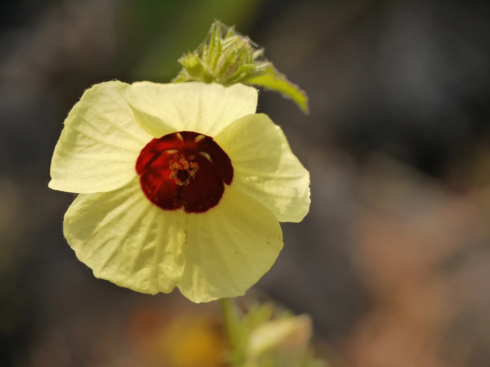 Tropical Hibiscus, Rose Of China (Hibiscus Rosa-Sinensis) — to produce its best blooms