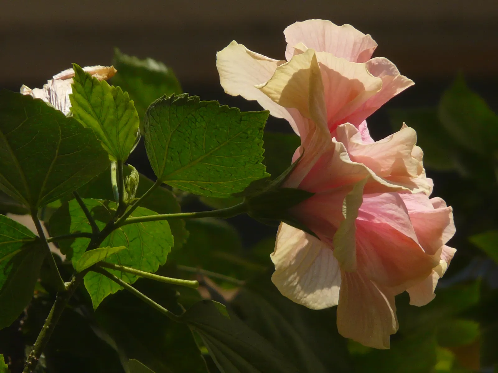 Tropical Hibiscus, Rose Of China (Hibiscus Rosa-Sinensis) — Tropical Hibiscus (Hibiscus rosa-sinensis)