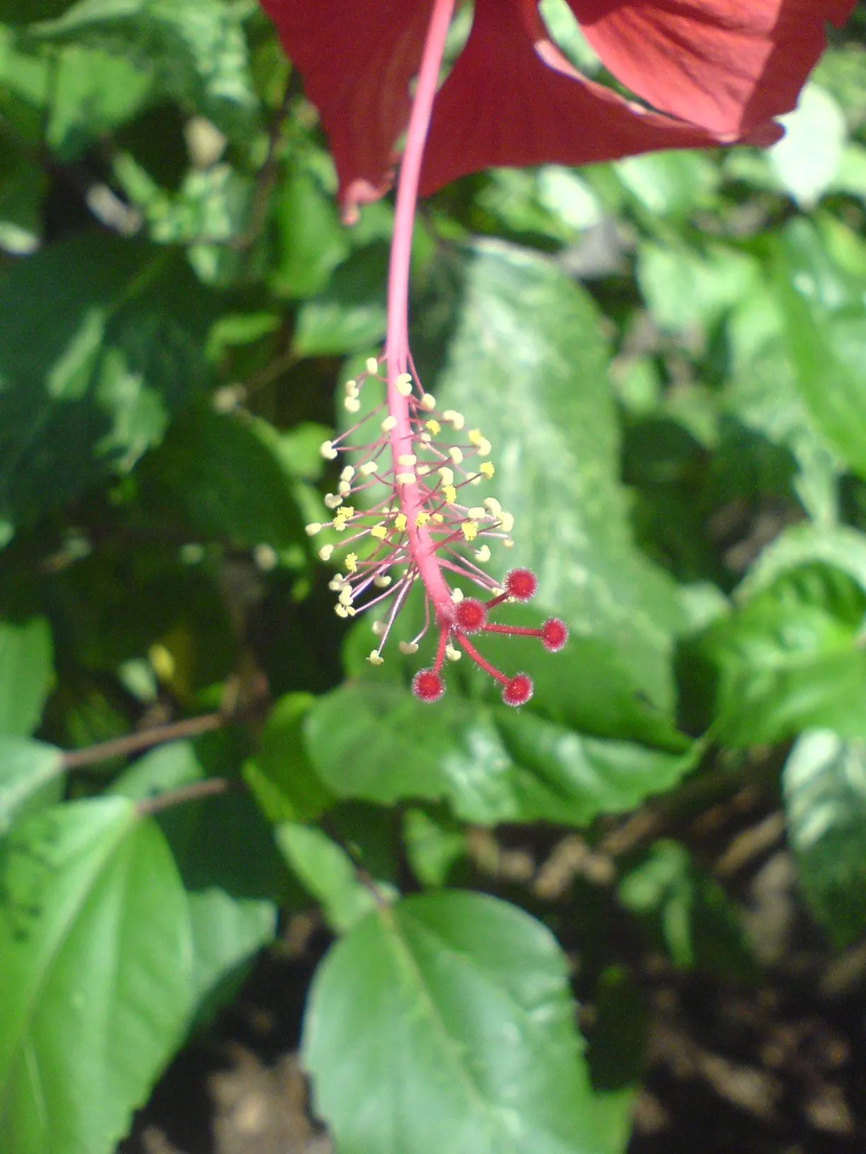 Tropical Hibiscus, Rose Of China (Hibiscus Rosa-Sinensis) — Regular pruning maintains shape; adding exotic flair to warm-climate landscapes