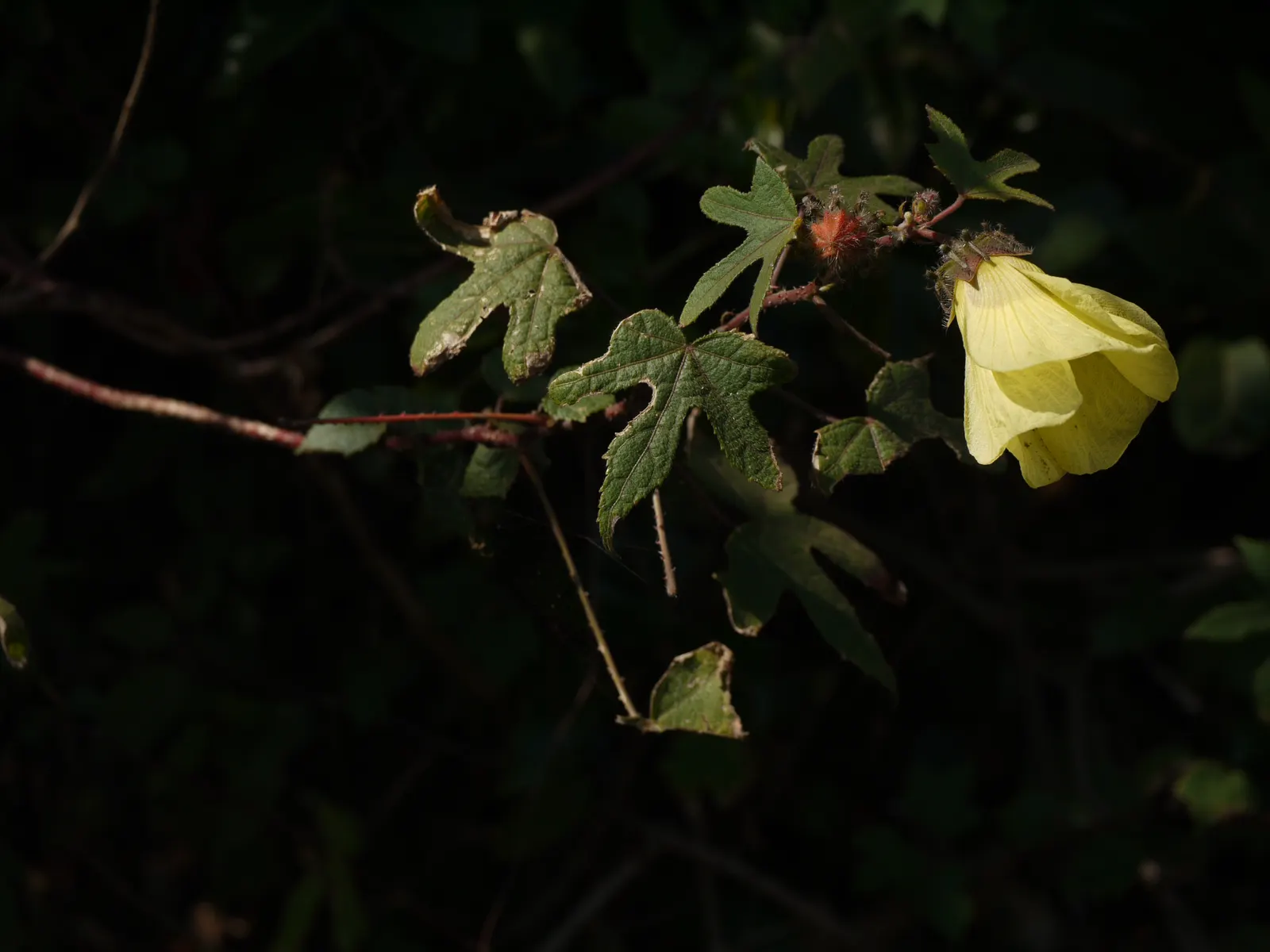 Tropical Hibiscus, Rose Of China (Hibiscus Rosa-Sinensis) — Suitable for USDA zones 9-11, it reaches 4-8 feet in height and 5-10 feet in width; shrub for full