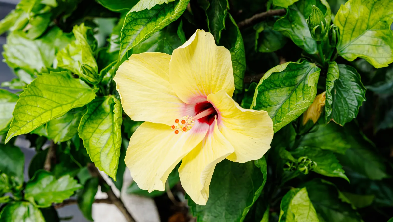 Tropical Hibiscus, Rose Of China (Hibiscus Rosa-Sinensis) — and vibrant blooms from summer to fall attract pollinators; the Tropical Hibiscus, image 156