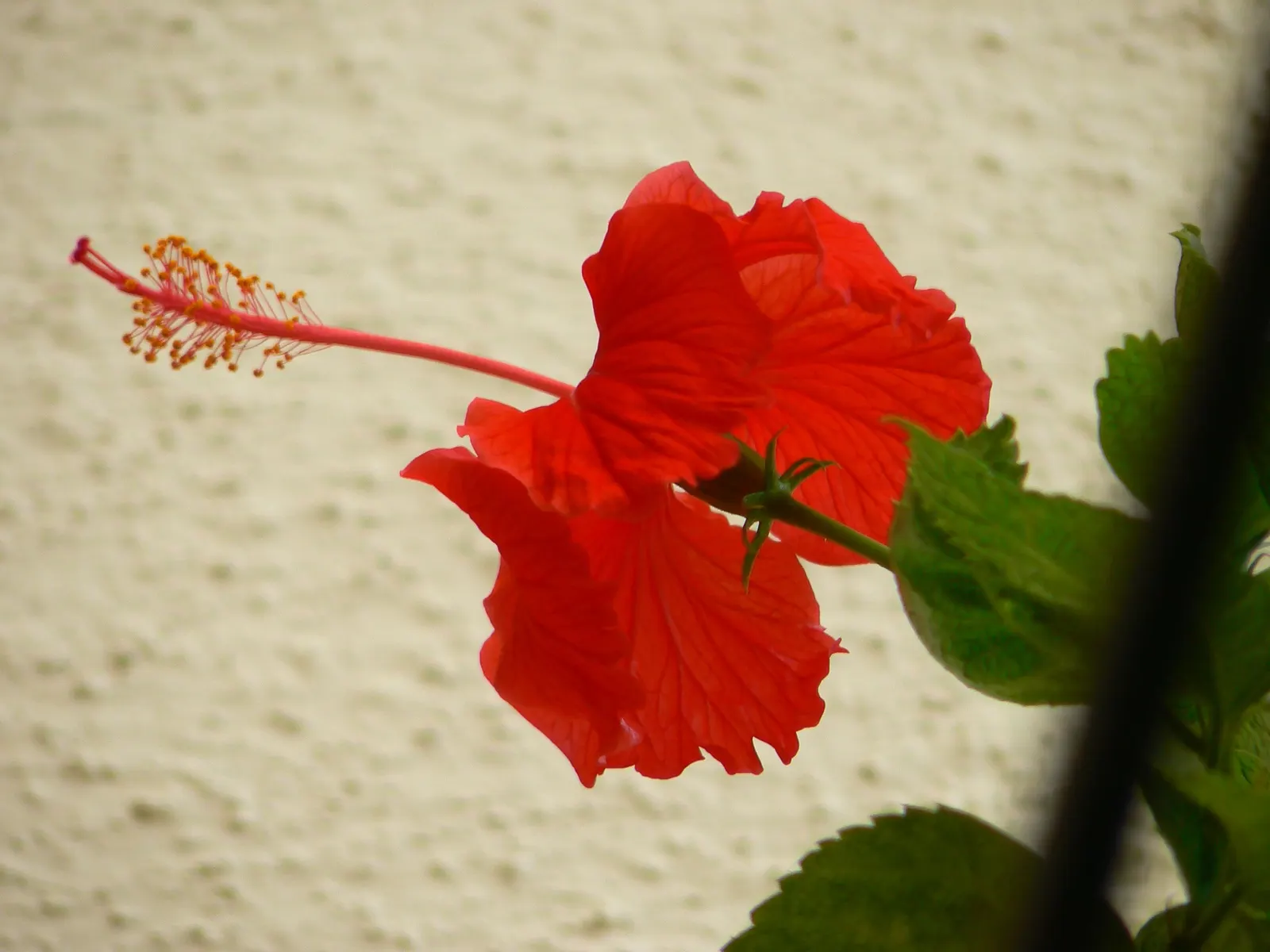 Tropical Hibiscus, Rose Of China (Hibiscus Rosa-Sinensis) — In frost-prone areas, it is often grown as a container plant that can be moved indoors, image 46