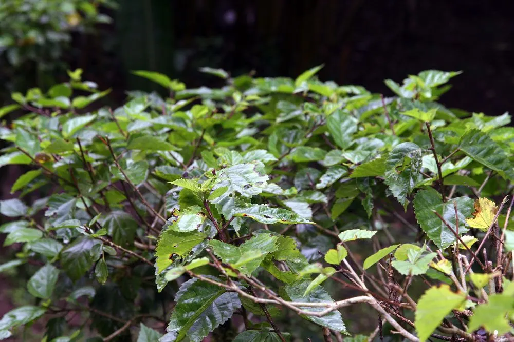 Tropical Hibiscus, Rose Of China (Hibiscus Rosa-Sinensis) — shrub for full or half