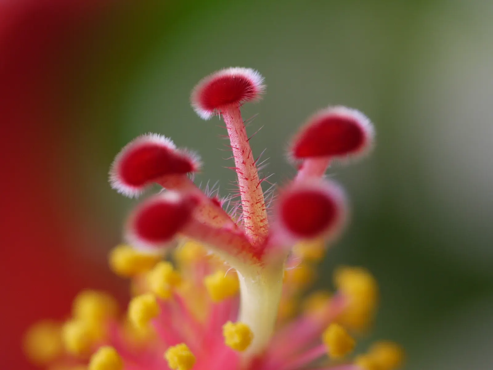 Tropical Hibiscus, Rose Of China (Hibiscus Rosa-Sinensis) — showy flowers up to 6 inches in diameter