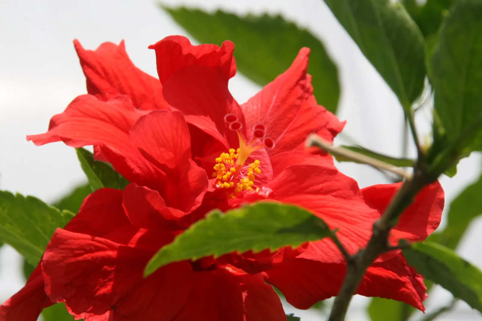 Tropical Hibiscus, Rose Of China (Hibiscus Rosa-Sinensis) — typically reaching heights of 4 to 8 feet; this species thrives in well-drained, fertile soils with