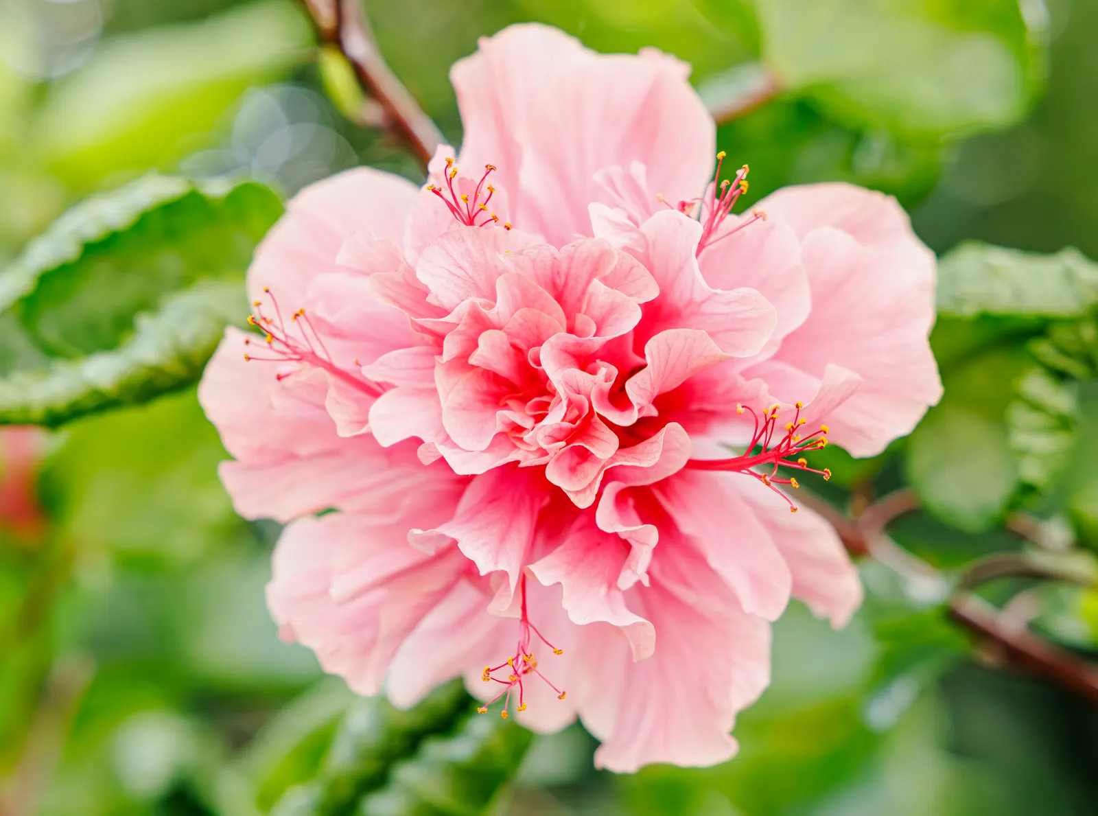 Tropical Hibiscus, Rose Of China (Hibiscus Rosa-Sinensis) — particularly in periods of extreme heat; regular pruning maintains shape, image 144