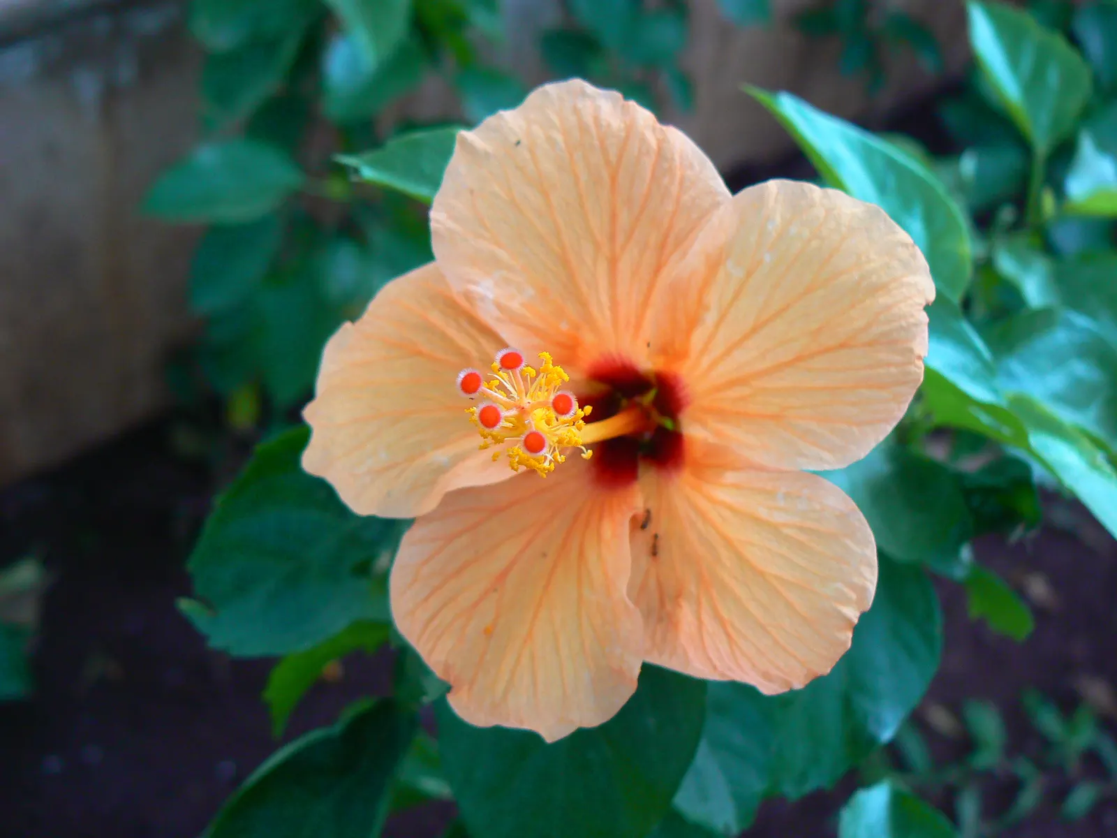 Tropical Hibiscus, Rose Of China (Hibiscus Rosa-Sinensis) — typically reaching heights of 4 to 8 feet
