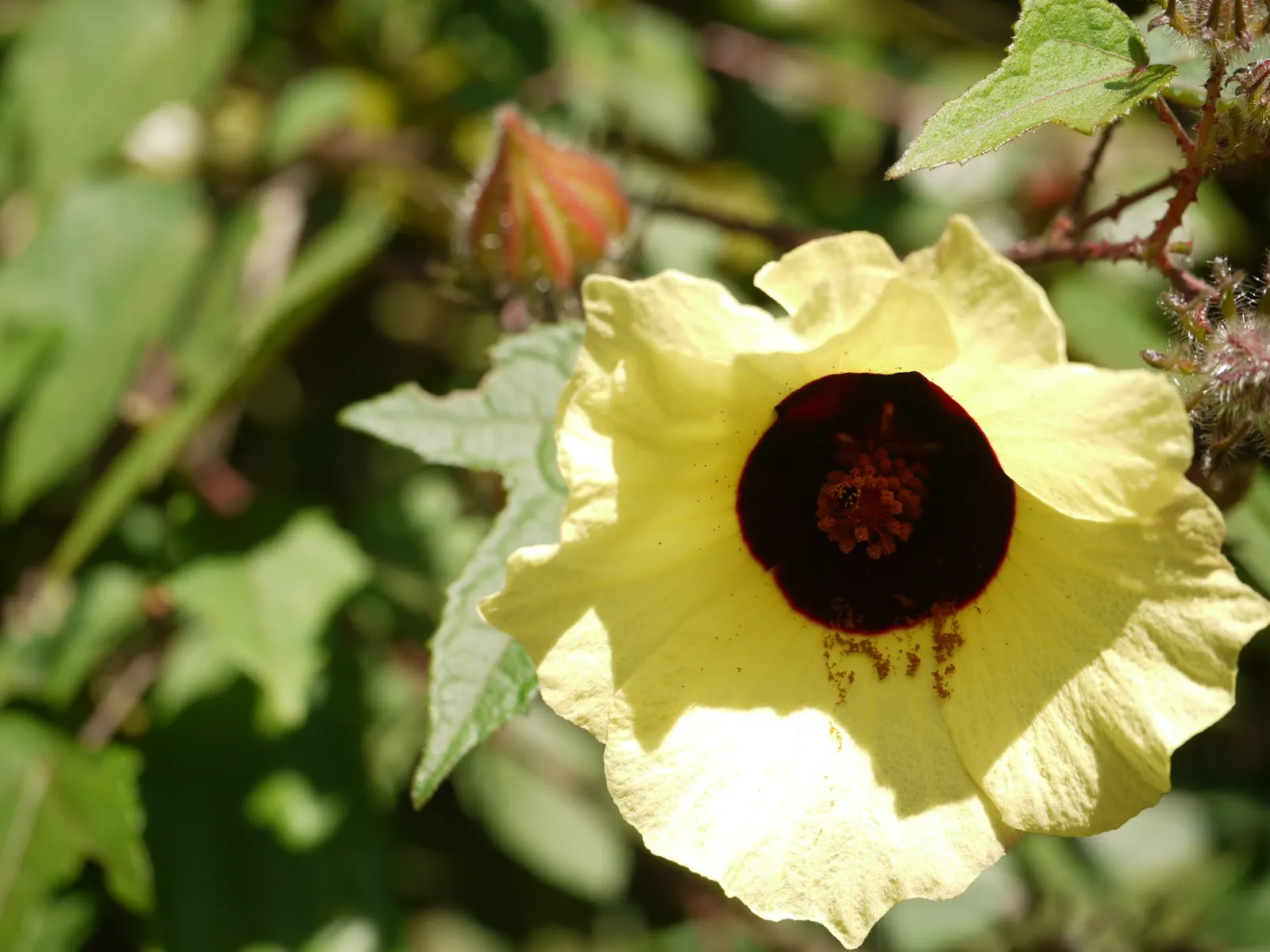 Tropical Hibiscus, Rose Of China (Hibiscus Rosa-Sinensis) — Regular watering is necessary