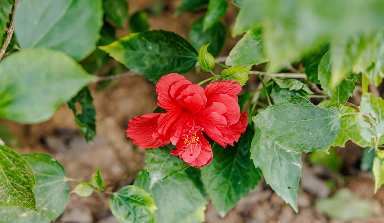 Tropical Hibiscus, Rose Of China (Hibiscus Rosa-Sinensis) — Blossoms can span from 4 to 8 inches in diameter and come in a dazzling array of, image 161