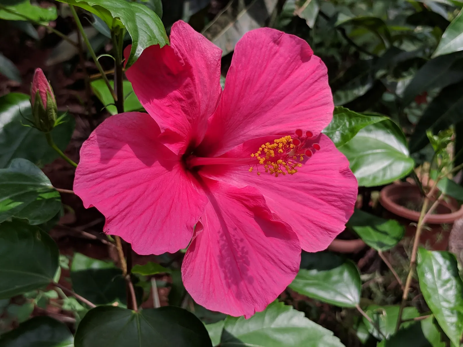 Tropical Hibiscus, Rose Of China (Hibiscus Rosa-Sinensis) — Regular watering is necessary; red and white and yellow flowers in the garden, image 68