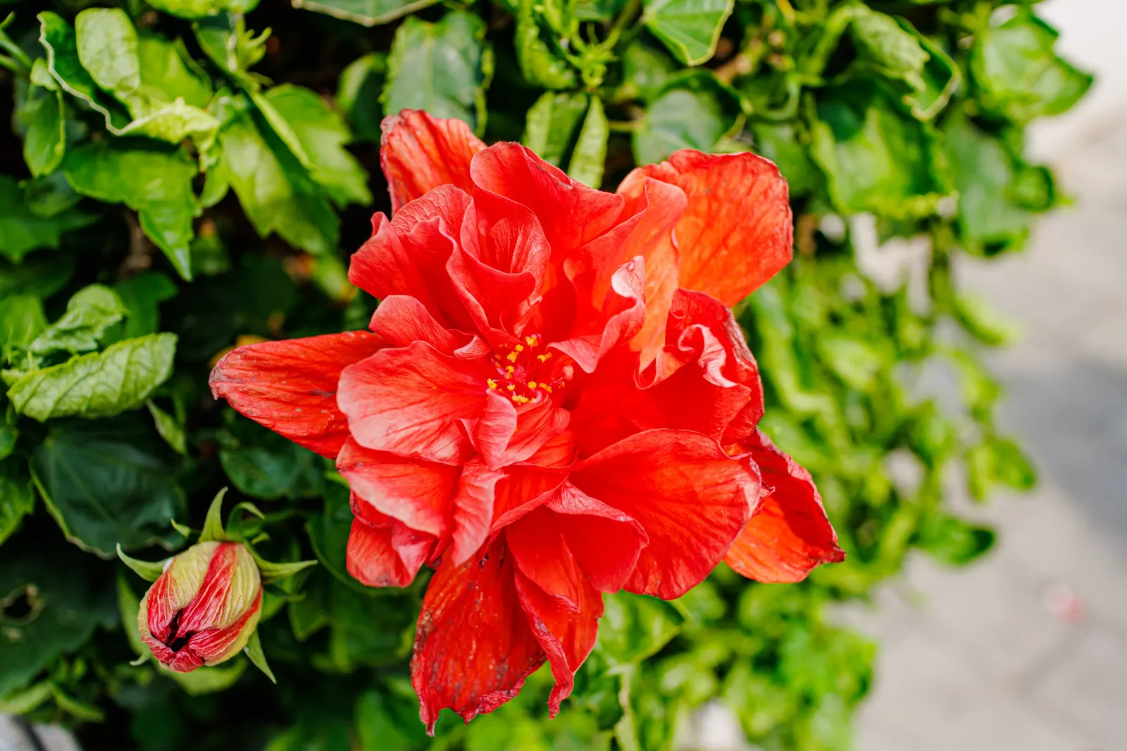Tropical Hibiscus, Rose Of China (Hibiscus Rosa-Sinensis) — It thrives in full sun, needing well-drained soil; regular watering is necessary, image 153