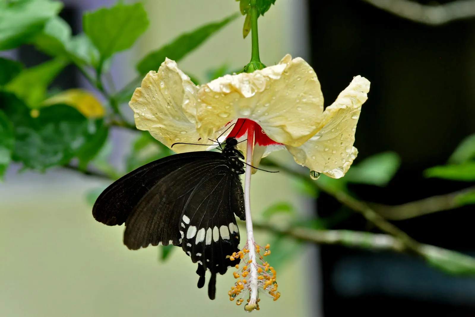 Tropical Hibiscus, Rose Of China (Hibiscus Rosa-Sinensis) — The Tropical Hibiscus prefers exposure to full sun; and promote more prolific blooming, image 64