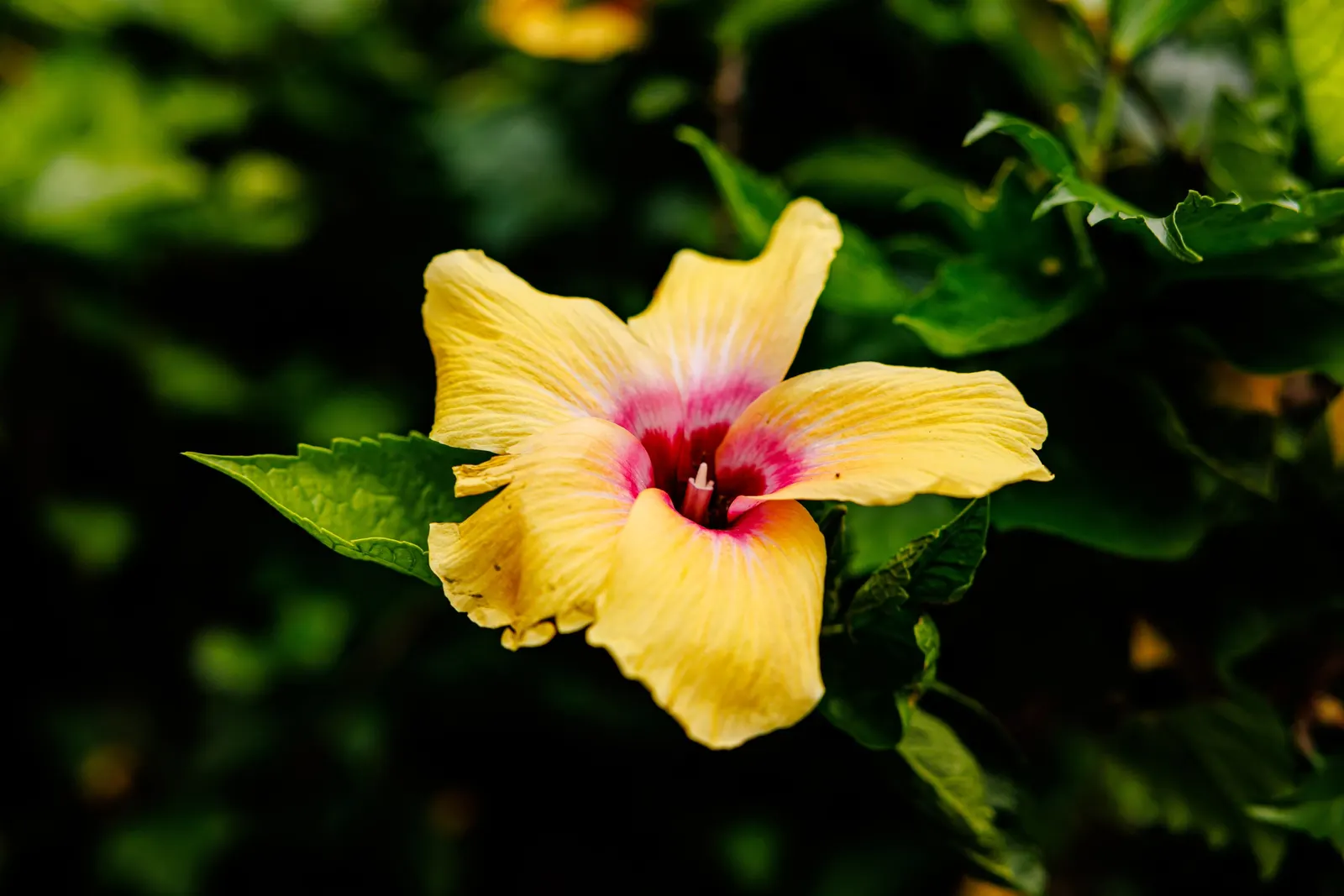 Tropical Hibiscus, Rose Of China (Hibiscus Rosa-Sinensis) — Suitable for USDA zones 9-11, it reaches 4-8 feet in height and 5-10 feet in width, image 154