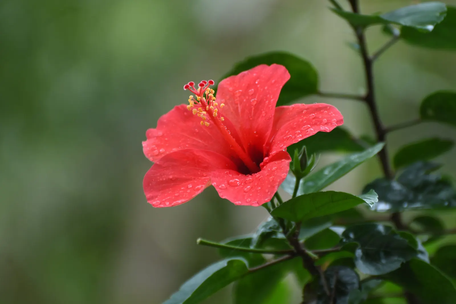Tropical Hibiscus, Rose Of China (Hibiscus Rosa-Sinensis) — showy flowers up to 6 inches in diameter; blossoms can span from 4 to 8 inches in diameter and come