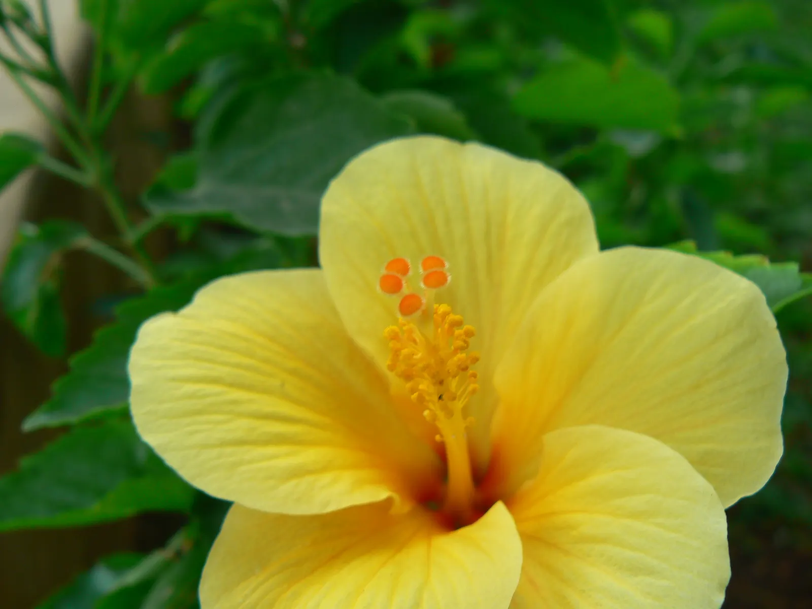 Tropical Hibiscus, Rose Of China (Hibiscus Rosa-Sinensis) — Regular watering is necessary; red and white and yellow flowers in the garden