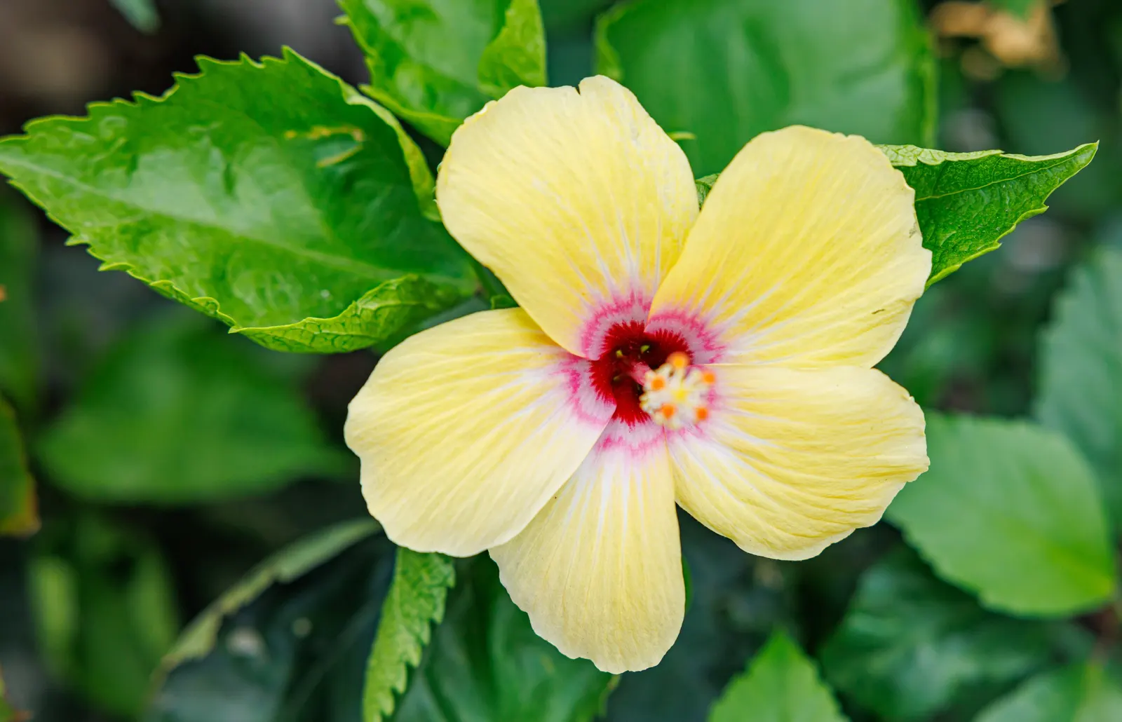 Tropical Hibiscus, Rose Of China (Hibiscus Rosa-Sinensis) — shrub for full or half; making it an excellent choice for a dynamic and, image 150