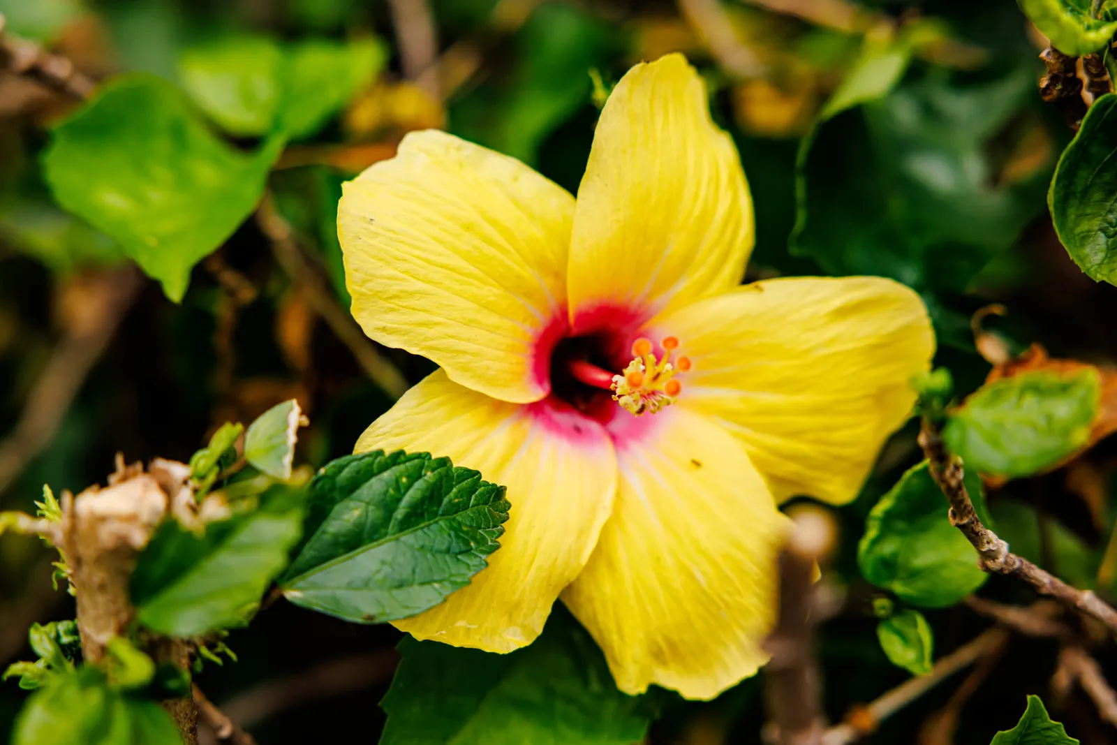 Tropical Hibiscus, Rose Of China (Hibiscus Rosa-Sinensis) — In frost-prone areas, it is often grown as a container plant that can be moved indoors, image 146