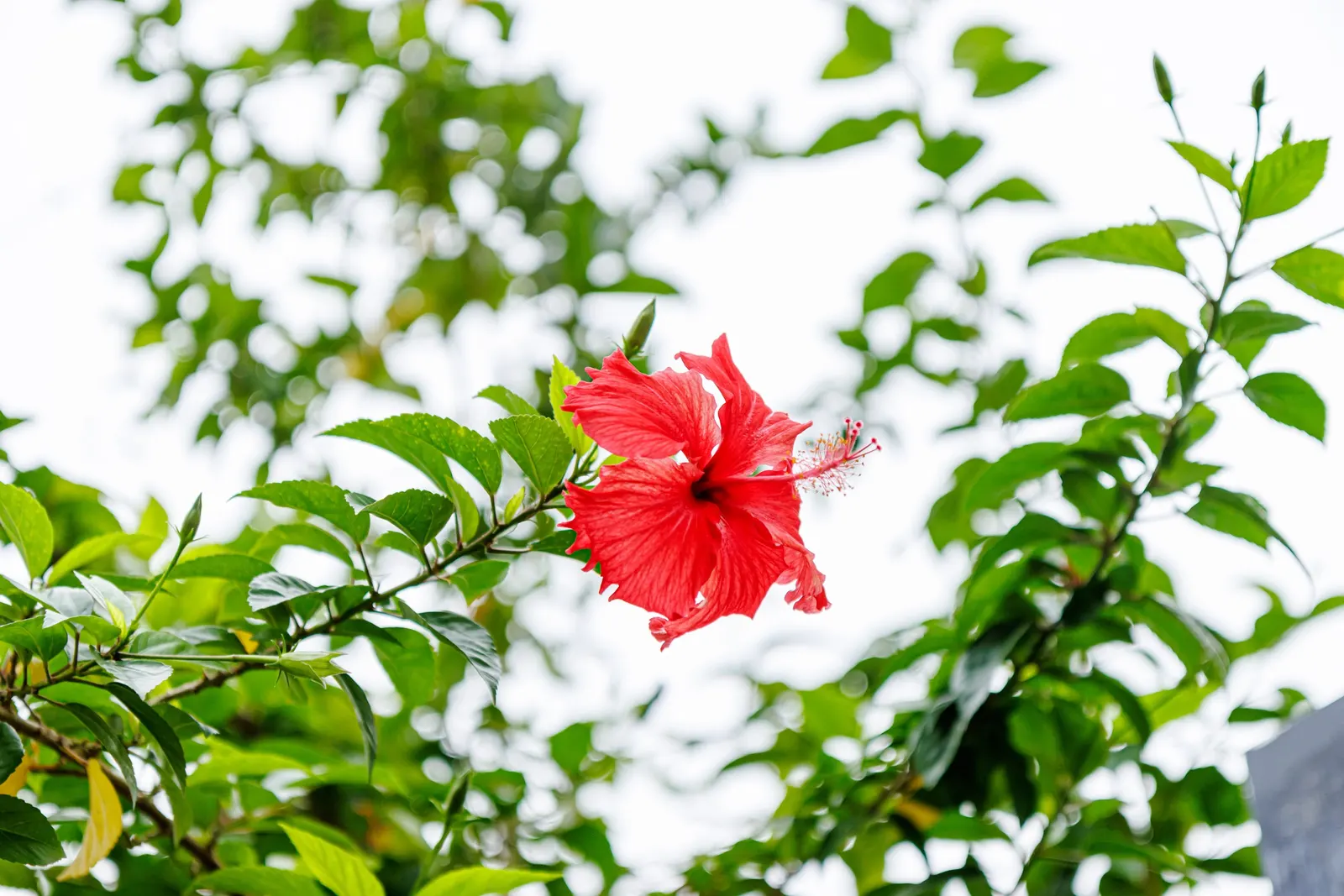 Tropical Hibiscus, Rose Of China (Hibiscus Rosa-Sinensis) — Regular watering is necessary; red and white and yellow flowers in the garden, image 143