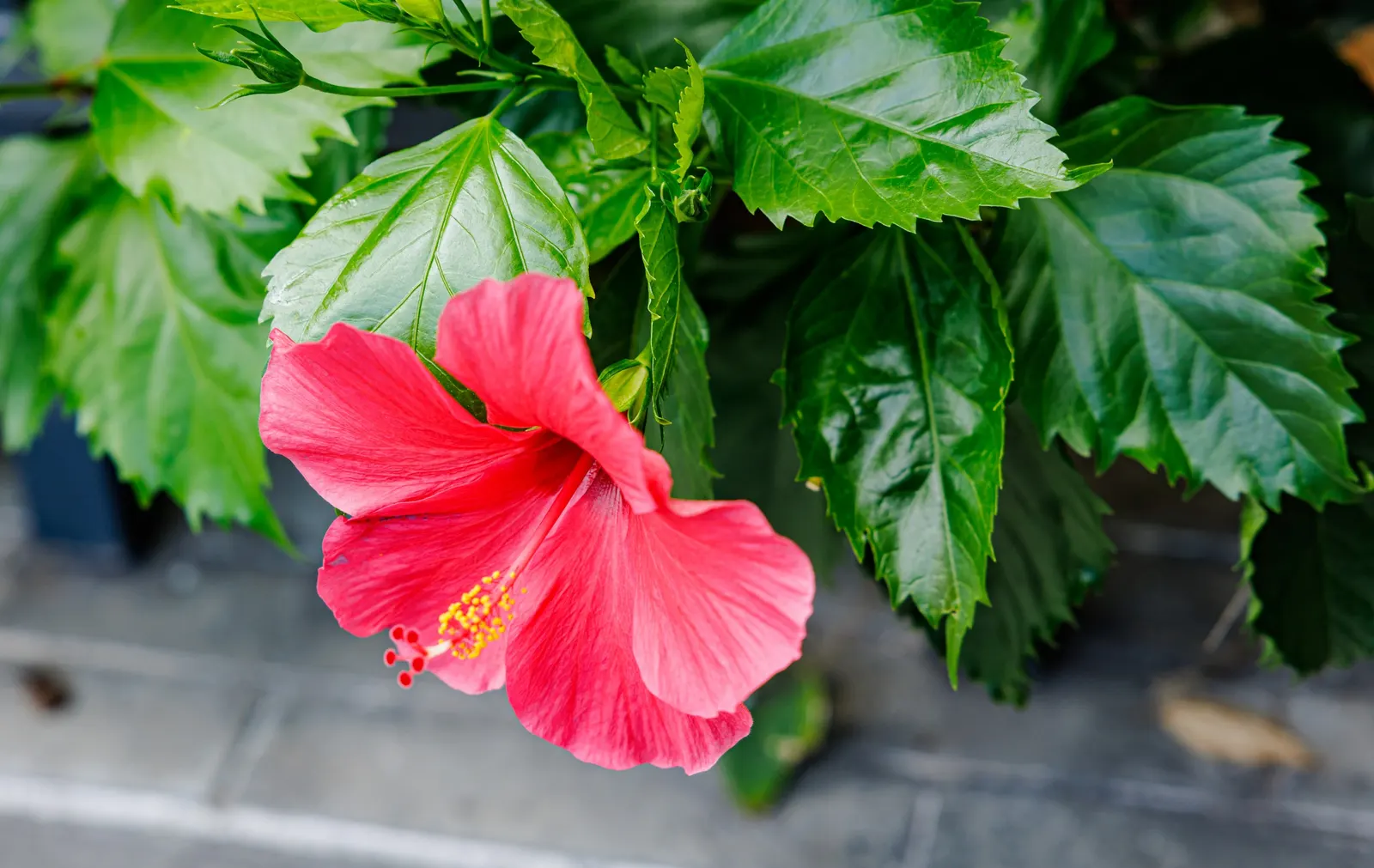 Tropical Hibiscus, Rose Of China (Hibiscus Rosa-Sinensis) — scientifically known as Hibiscus rosa-sinensis; it thrives in full sun, needing, image 158