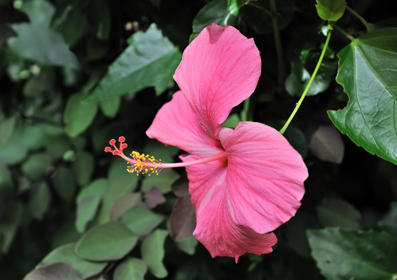 Tropical Hibiscus, Rose Of China (Hibiscus Rosa-Sinensis) — often possessing a prominent staminal column.<br><br>Flowering occurs primarily in the, image 162