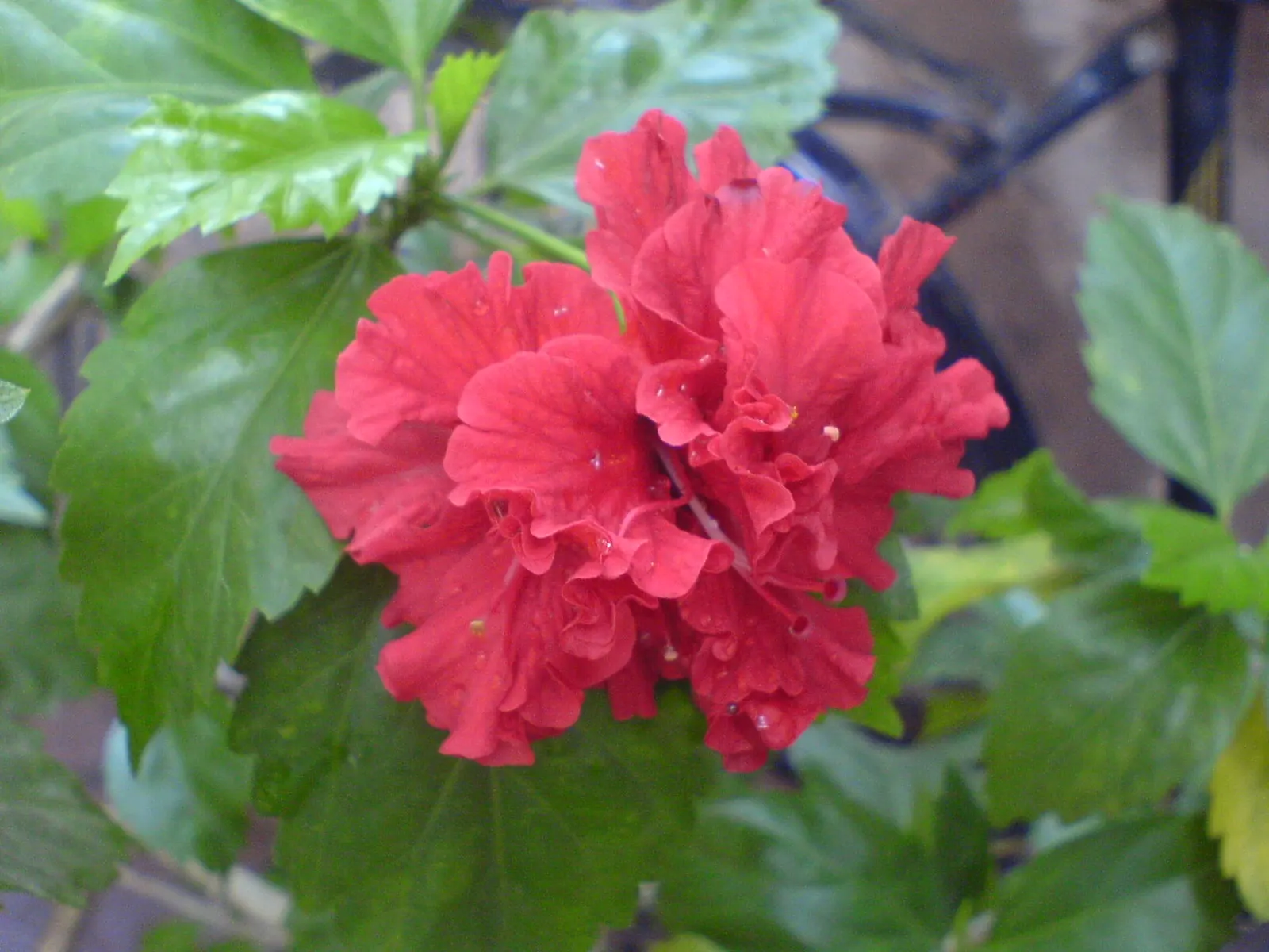 Tropical Hibiscus, Rose Of China (Hibiscus Rosa-Sinensis) — red and white and yellow flowers in the garden