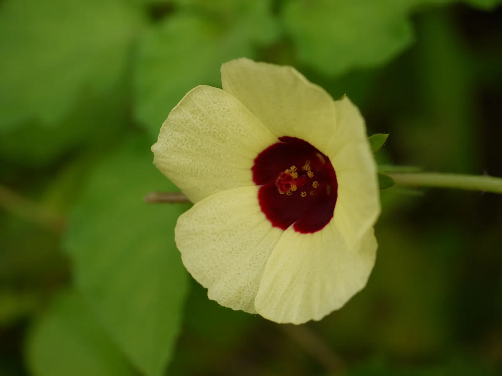 Tropical Hibiscus, Rose Of China (Hibiscus Rosa-Sinensis) — particularly in periods of extreme heat
