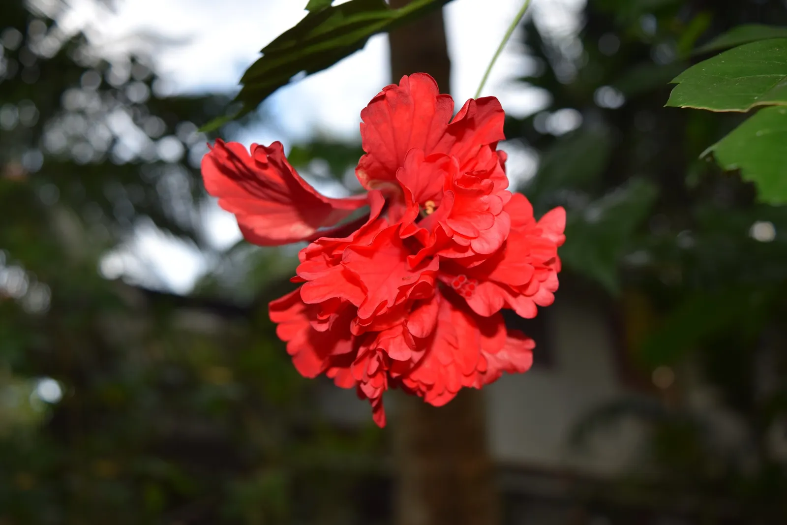 Tropical Hibiscus, Rose Of China (Hibiscus Rosa-Sinensis) — This perennial shrub can grow to a substantial size; typically reaching heights of 4 to 8 feet