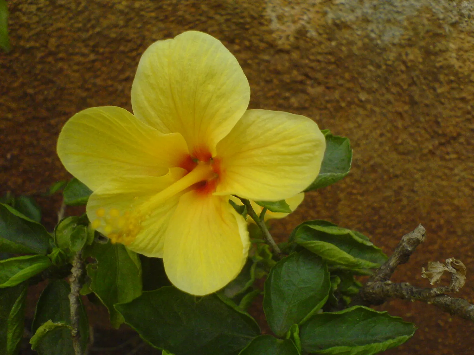 Tropical Hibiscus, Rose Of China (Hibiscus Rosa-Sinensis) — and vibrant blooms from summer to fall attract pollinators