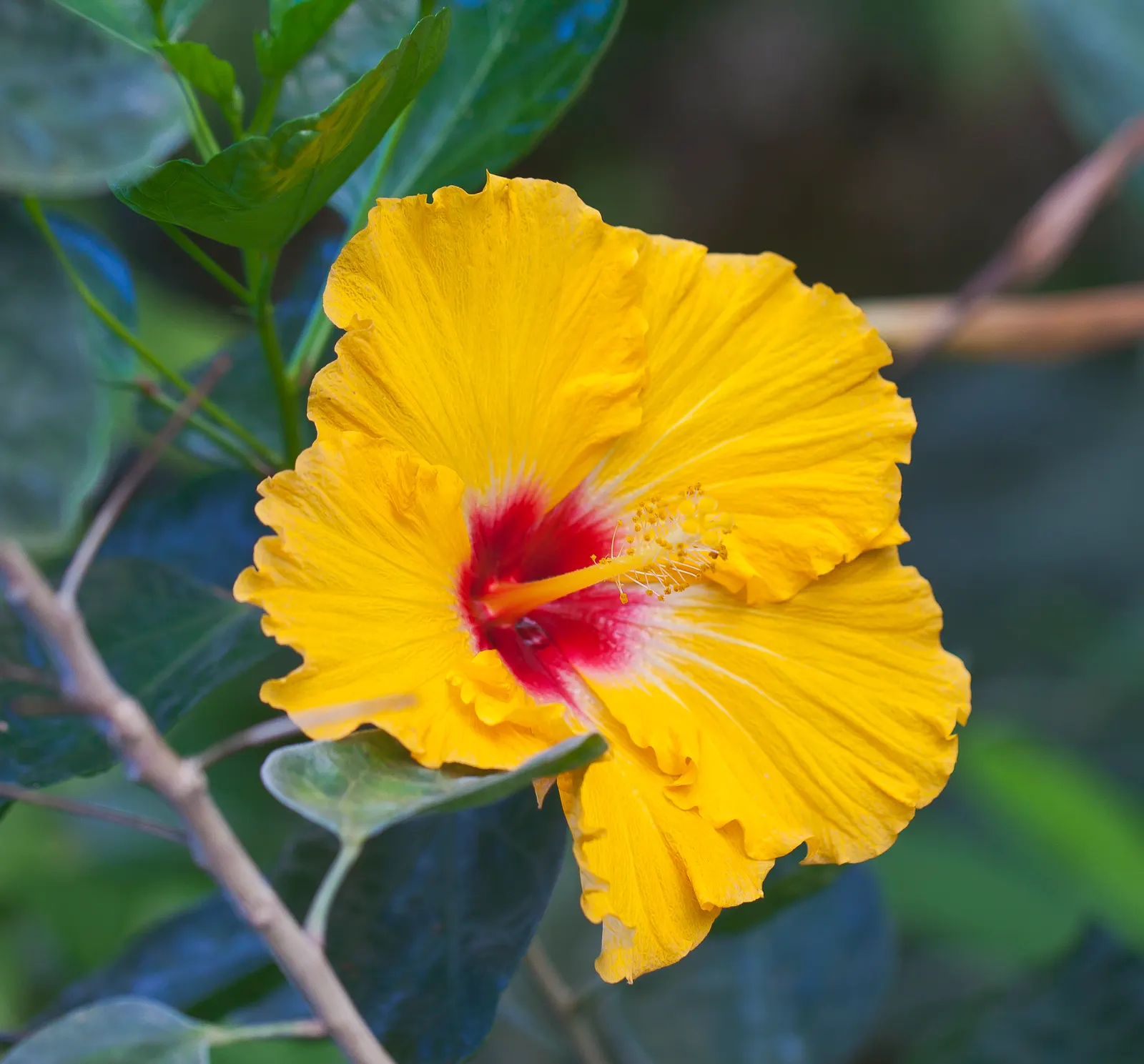 Tropical Hibiscus, Rose Of China (Hibiscus Rosa-Sinensis) — This species thrives in well-drained, fertile soils with a pH ranging from slightly, image 67