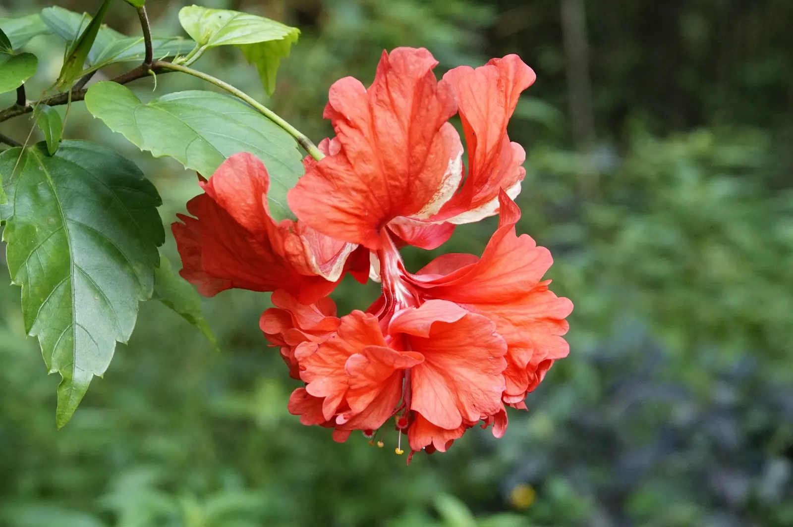 Tropical Hibiscus, Rose Of China (Hibiscus Rosa-Sinensis) — and promote more prolific blooming; often possessing a prominent staminal, image 170