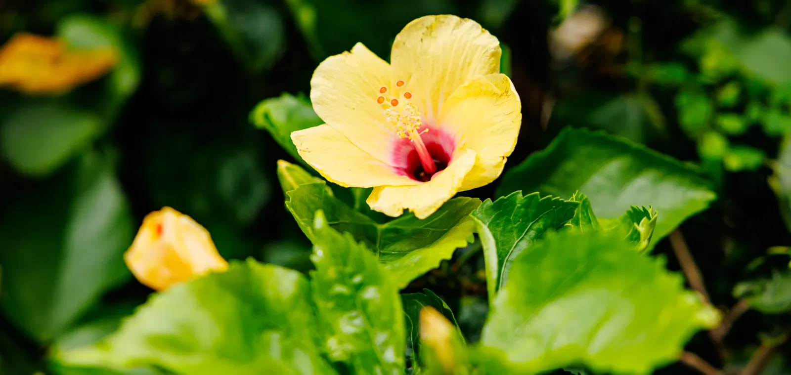 Tropical Hibiscus, Rose Of China (Hibiscus Rosa-Sinensis) — and promote more prolific blooming; often possessing a prominent staminal, image 145