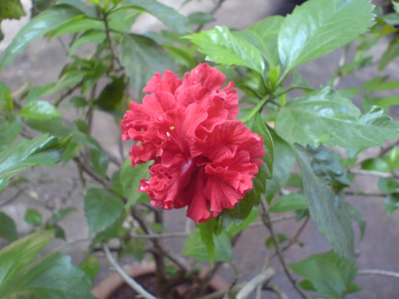 Tropical Hibiscus, Rose Of China (Hibiscus Rosa-Sinensis) — This species thrives in well-drained, fertile soils with a pH ranging from slightly acidic to