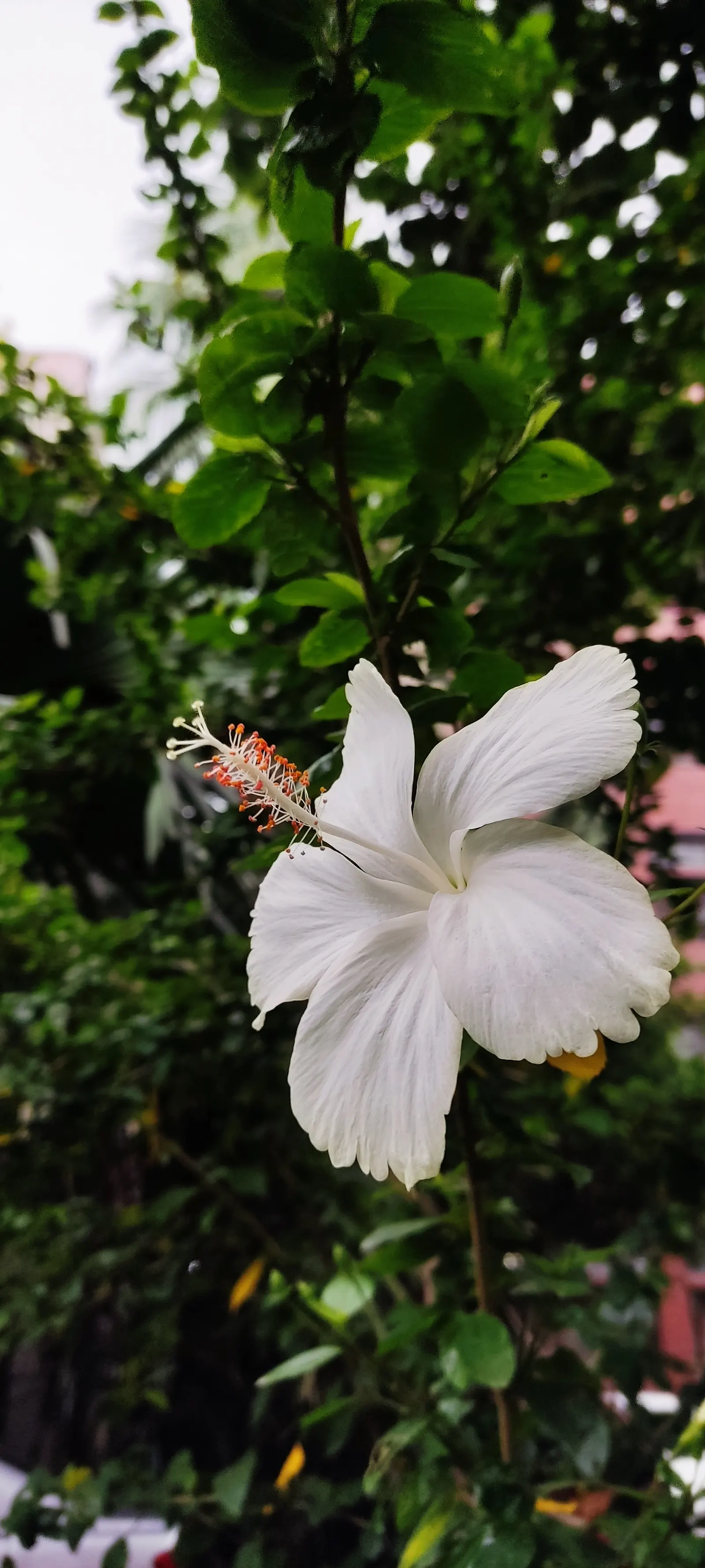 Tropical Hibiscus, Rose Of China (Hibiscus Rosa-Sinensis) — typically reaching heights of 4 to 8 feet; this species thrives in well-drained, image 60
