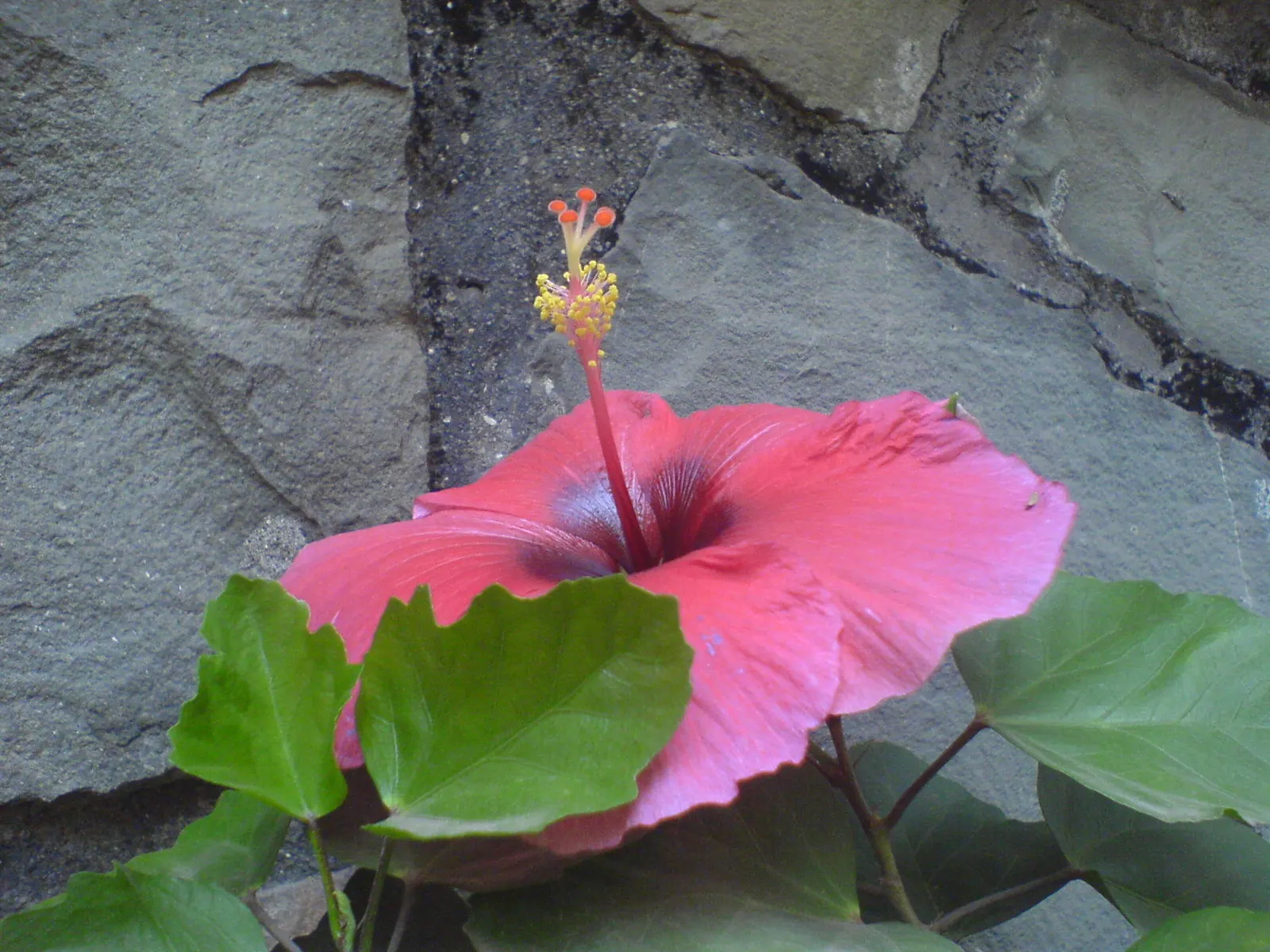 Tropical Hibiscus, Rose Of China (Hibiscus Rosa-Sinensis) — adding exotic flair to warm-climate landscapes