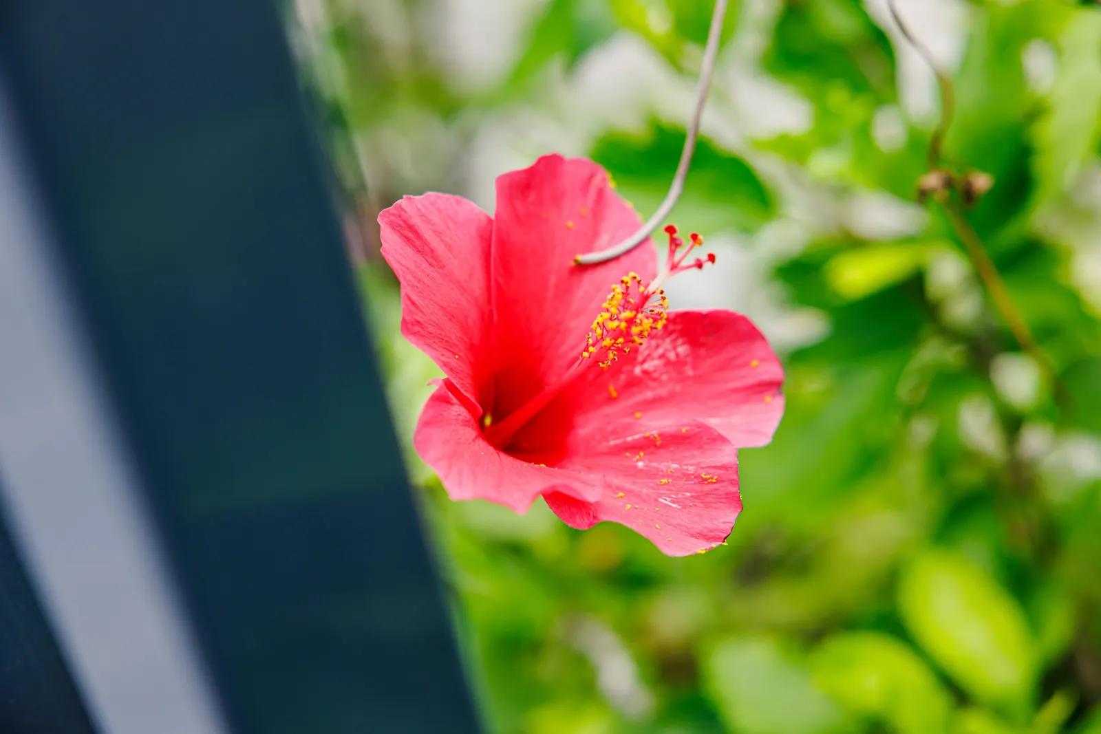 Tropical Hibiscus, Rose Of China (Hibiscus Rosa-Sinensis) — This species thrives in well-drained, fertile soils with a pH ranging from slightly, image 142