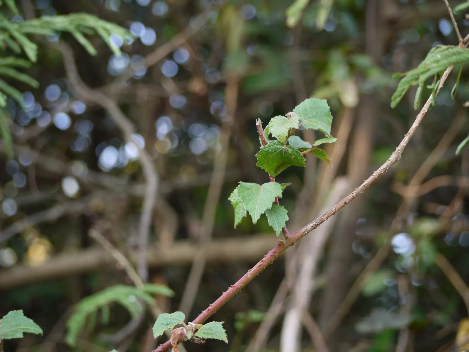 Tropical Hibiscus, Rose Of China (Hibiscus Rosa-Sinensis) — often possessing a prominent staminal column.<br><br>Flowering occurs primarily in the warmer