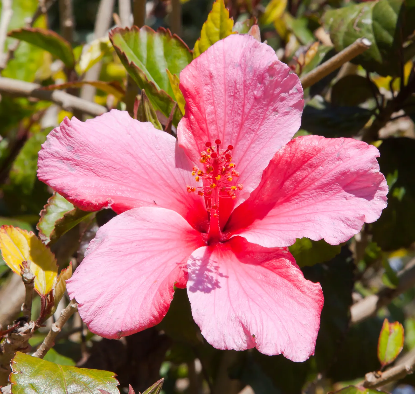 Tropical Hibiscus, Rose Of China (Hibiscus Rosa-Sinensis) — though in ideal conditions, image 163