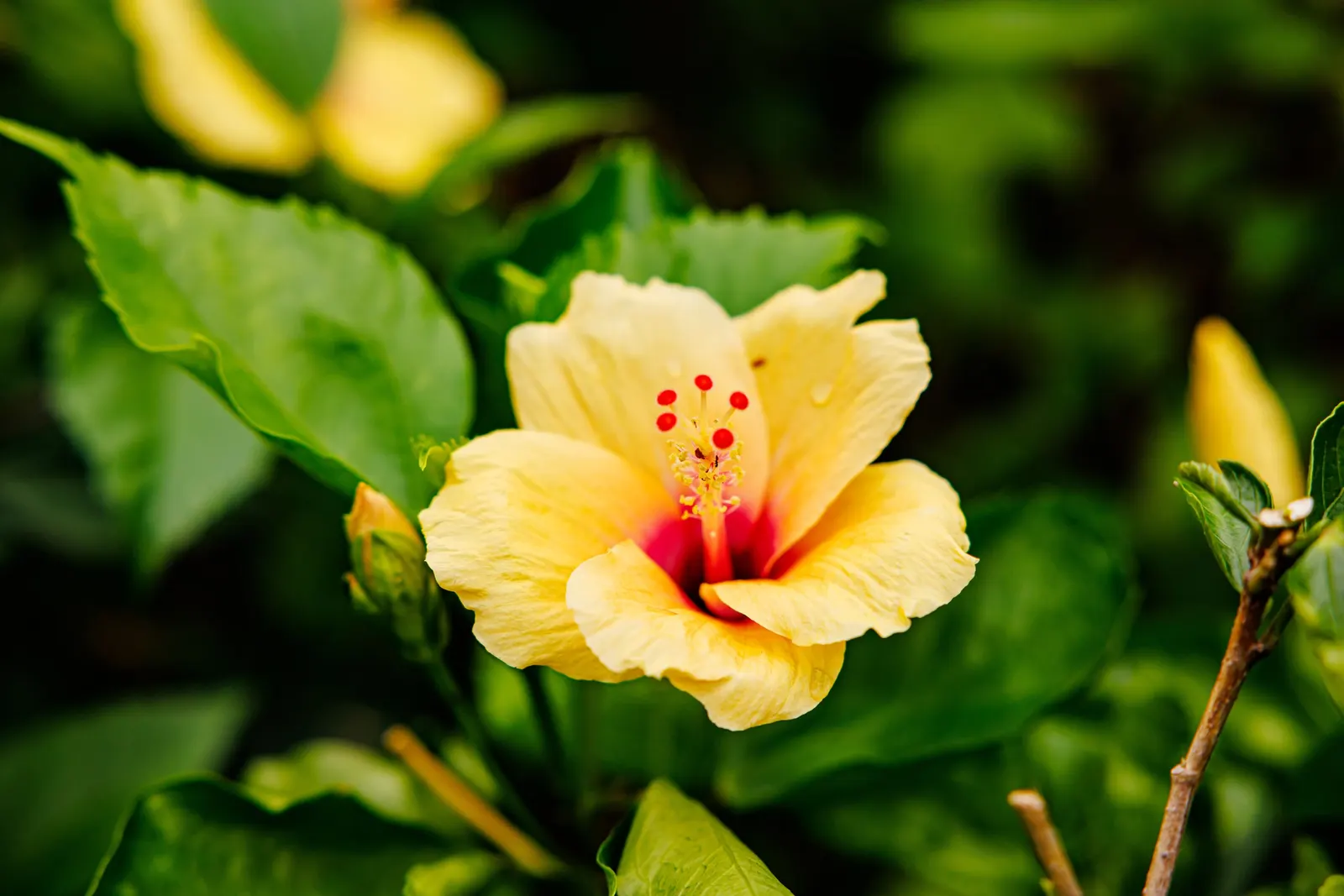 Tropical Hibiscus, Rose Of China (Hibiscus Rosa-Sinensis) — showy flowers up to 6 inches in diameter; blossoms can span from 4 to 8 inches in, image 152