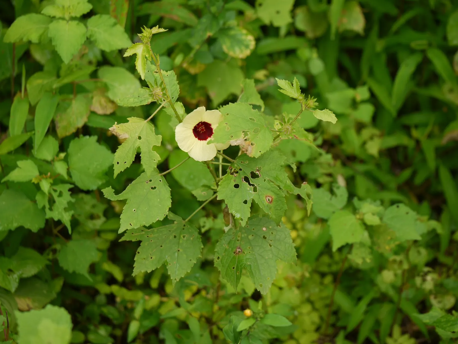 Tropical Hibiscus, Rose Of China (Hibiscus Rosa-Sinensis) — though in ideal conditions, image 38