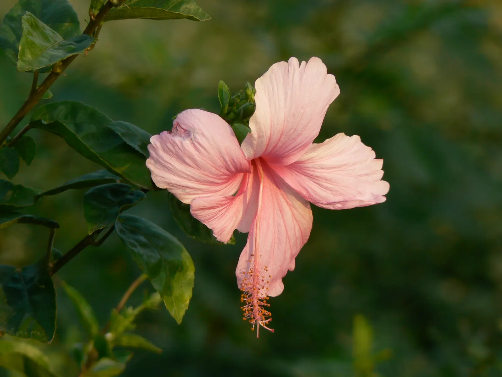 Tropical Hibiscus, Rose Of China (Hibiscus Rosa-Sinensis) — often possessing a prominent staminal column.<br><br>Flowering occurs primarily in the warmer months