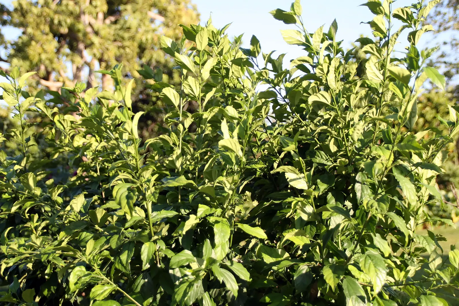 Tropical Hibiscus, Rose Of China (Hibiscus Rosa-Sinensis) — though in ideal conditions